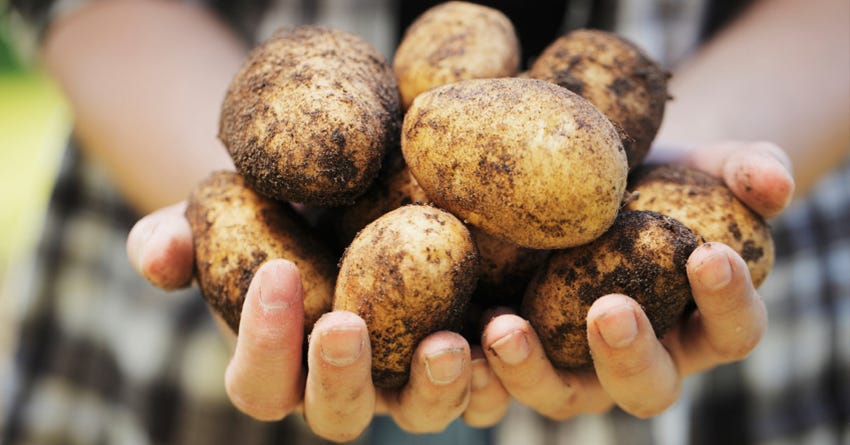 are white potatoes bad for dogs