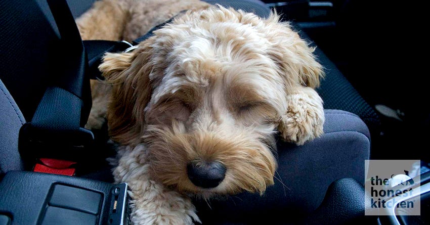 how can i prevent my dog from getting carsick