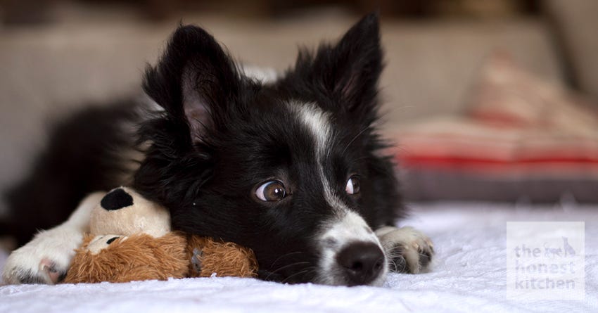 how long is the puppy chewing stage