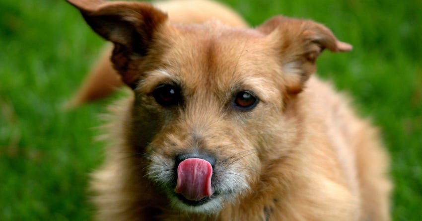 how do you treat a sneezing dog