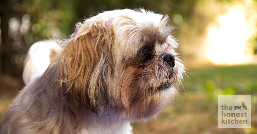 how many puppies do shih tzus normally have