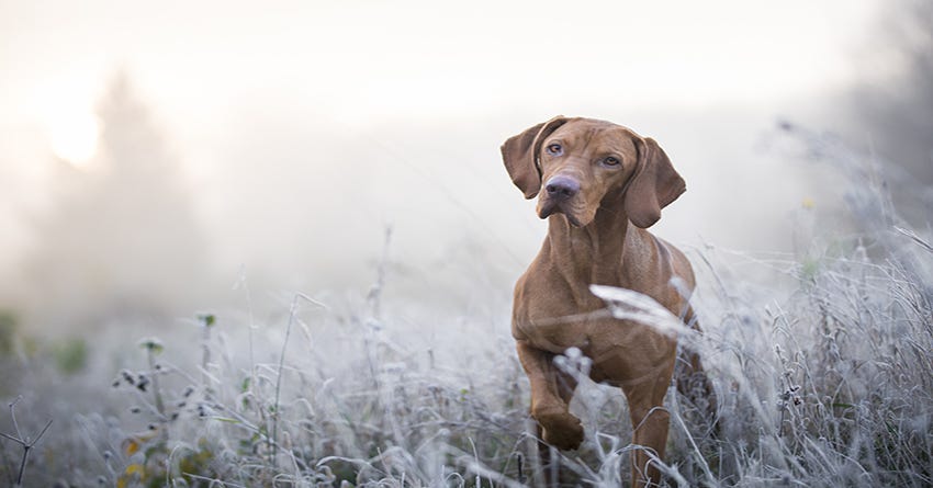 what is a good source of taurine for dogs