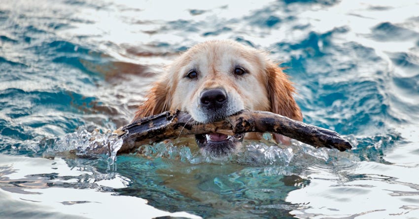 why do some dogs love water