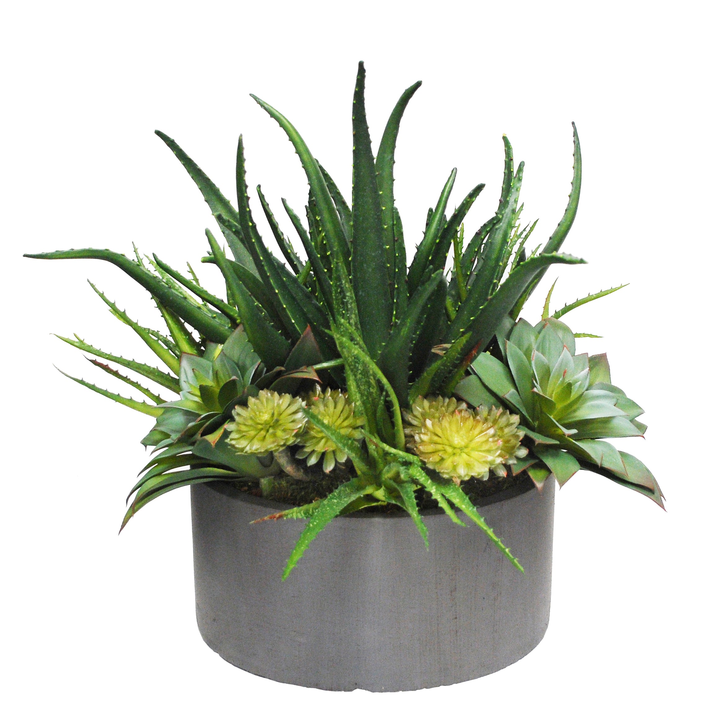 basal aloe succulent planter (whd205-gygr)