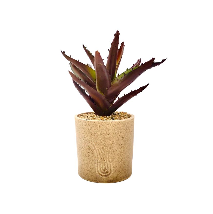 Cactus Plant With Sandy Texture Pot - Home Hatch