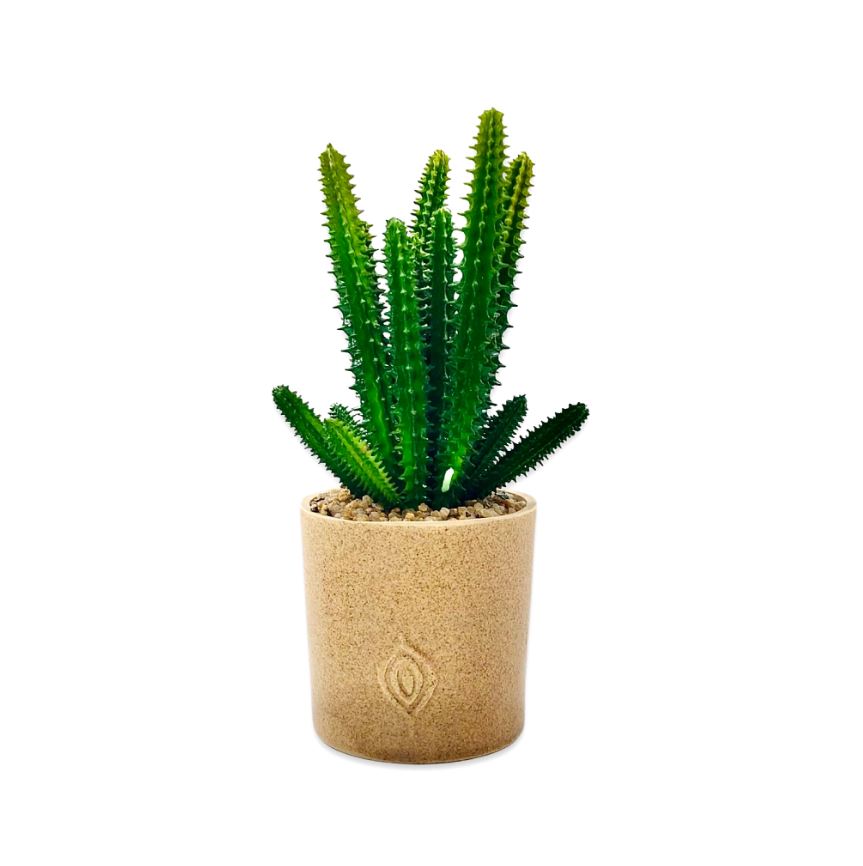 Cactus Plant With Sandy Texture Pot - Home Hatch