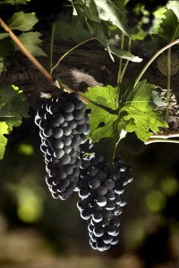 Grape Variety Profile - Malbec