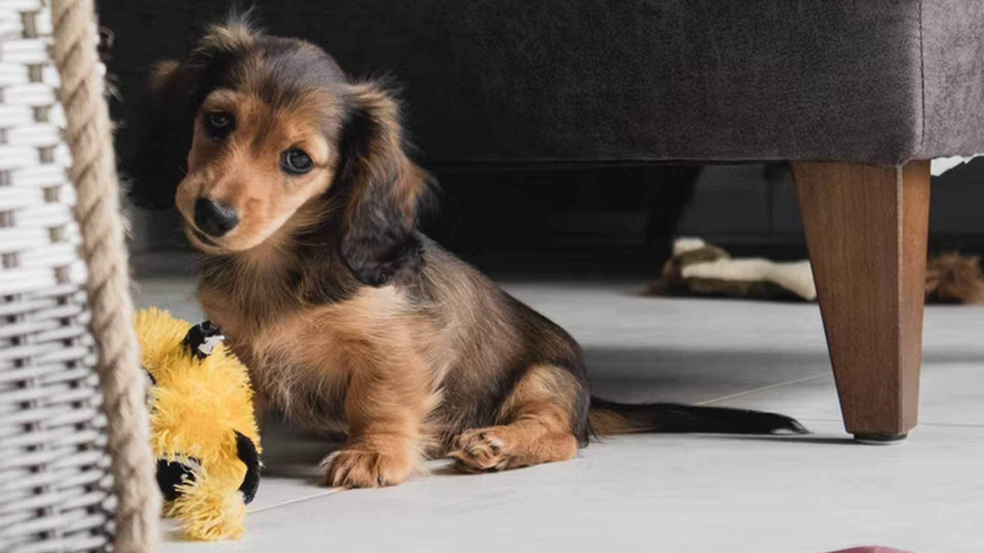 Puppies Leaving Mother at 7 Need to Know Nest Pets