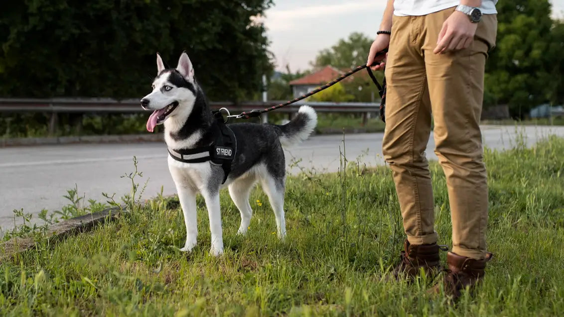 Exploring Types of Dog Harnesses: Which Is Best?