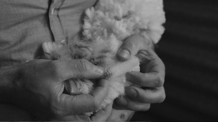 Our Merino.