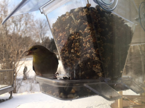 american-goldfinch-on-window-feeder