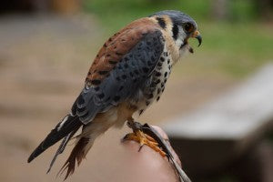 American-kestrel