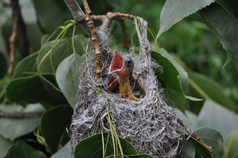 oriole-nest