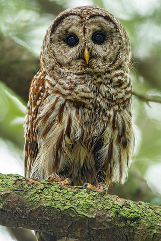 barred-owl-perched