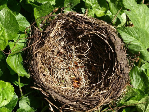 bird-nest-on-the-ground