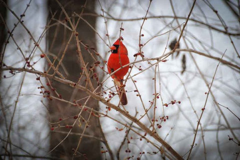 cardinal-in-winter