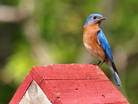 eastern-bluebird