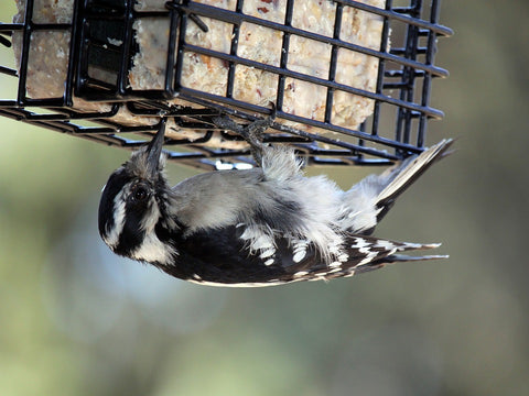 female-hairy-woodpecker