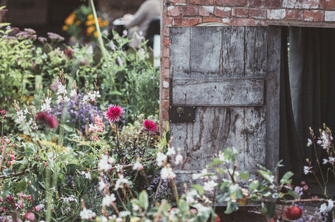 garden-in-backyard