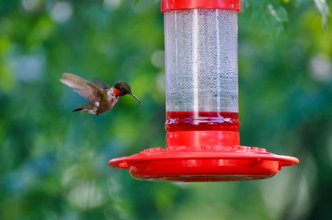 hummingbird-at-feeder