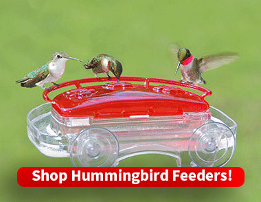 hummingbird-feeders