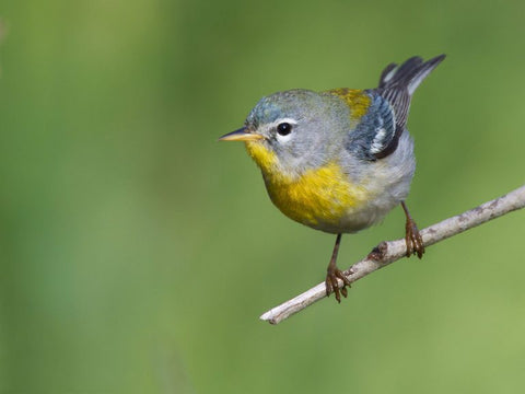 northern-parula-perched