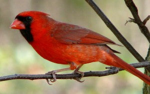 northern-cardinal