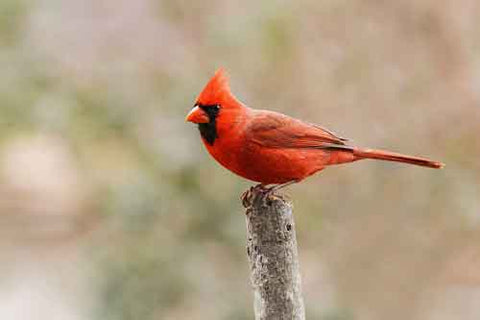 northern-cardinal