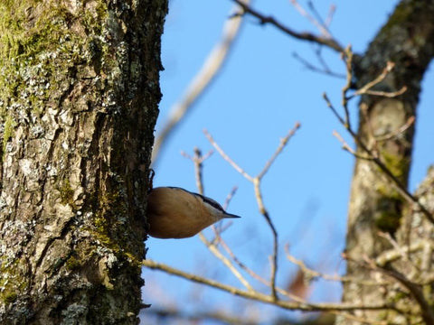 nuthatch-hiding-in-trees