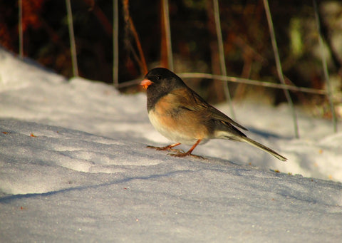 oregon-junco