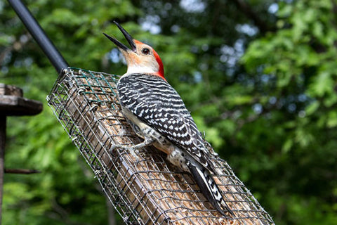 red-bellied-woodpecker