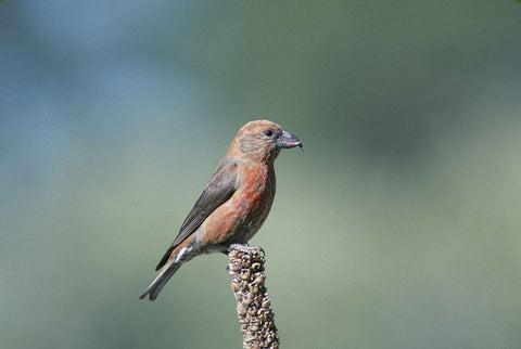 red-crossbill