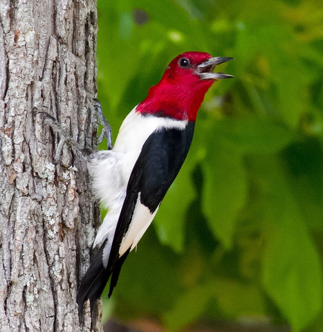 red-headed-woodpecker