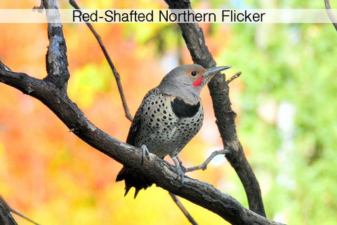 red-shafted-northern-flicker