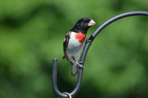 rose-breasted-grosbeak-on-pole-feeder