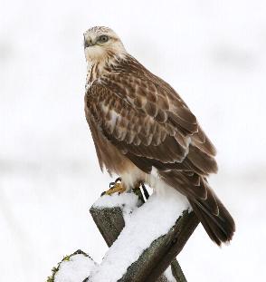 rough-legged-hawk