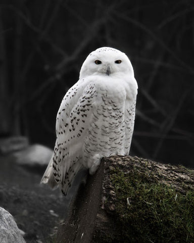 snowy-owl-ottawa