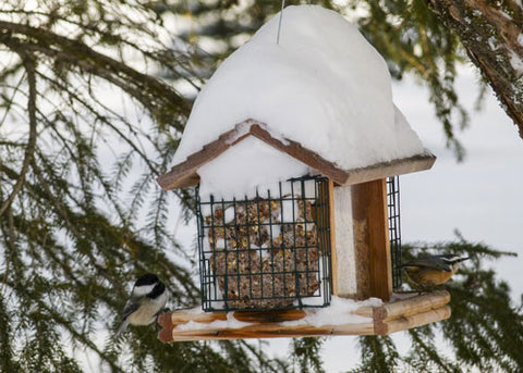 suet-feeder-in-winter