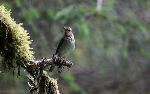 swainsons-thrush