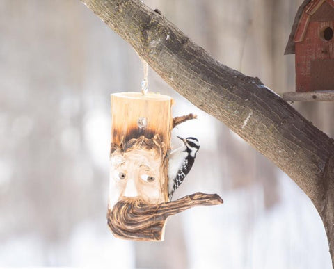 woodpecker-feeding-on-fathead