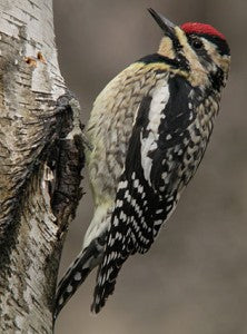 yellow-bellied-woodpecker