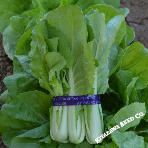 Pak Choi Fresh Seed  FREE Shipping Chinese Cabbage Seed 