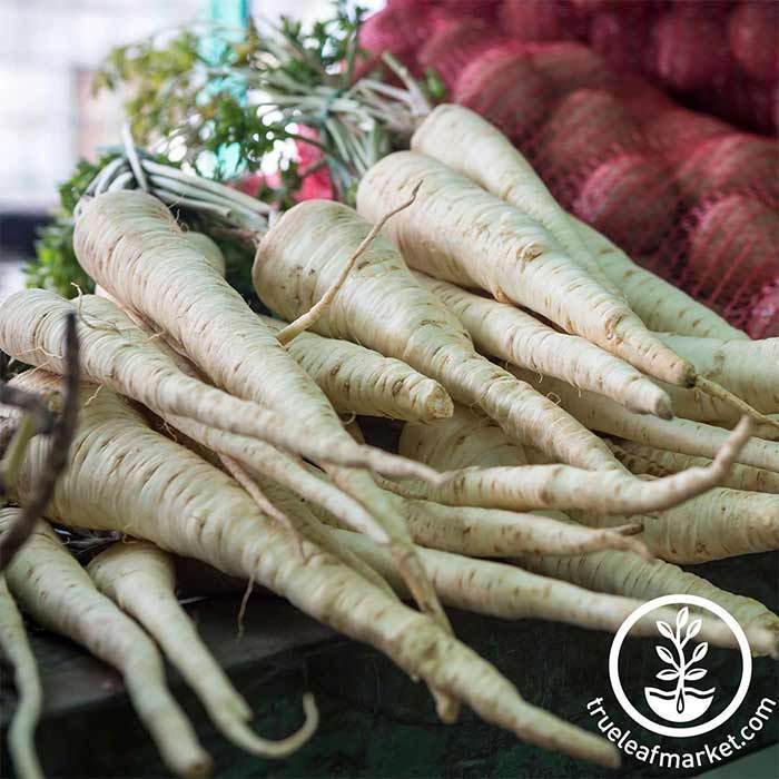 white root vegetable looks like a carrot