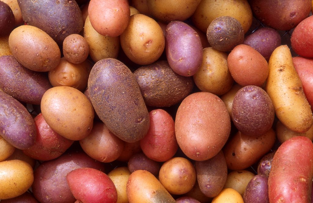 are white potatoes bad in dog food