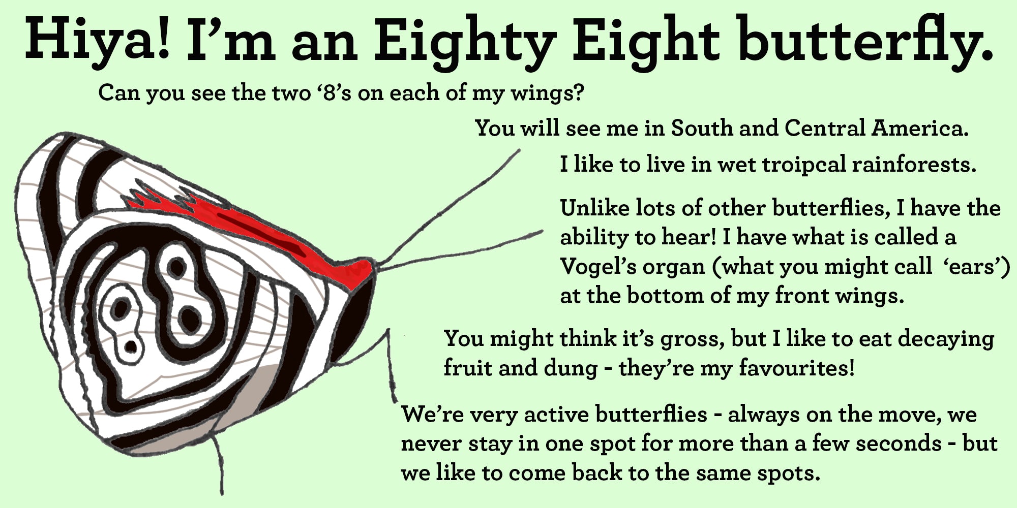 eighty wight butterfly facts 