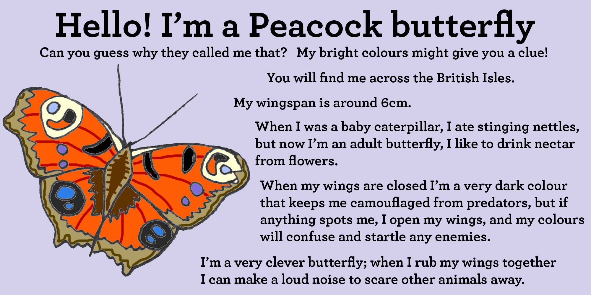 peacock butterfly facts