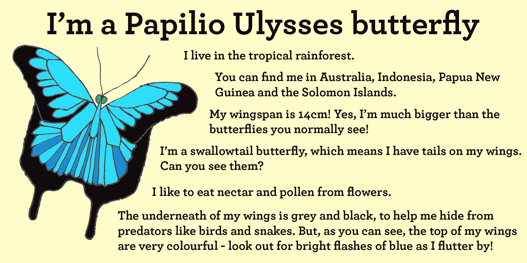 ulysses butterfly facts