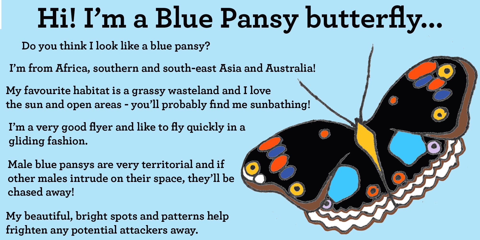 blue pansy butterfly facts