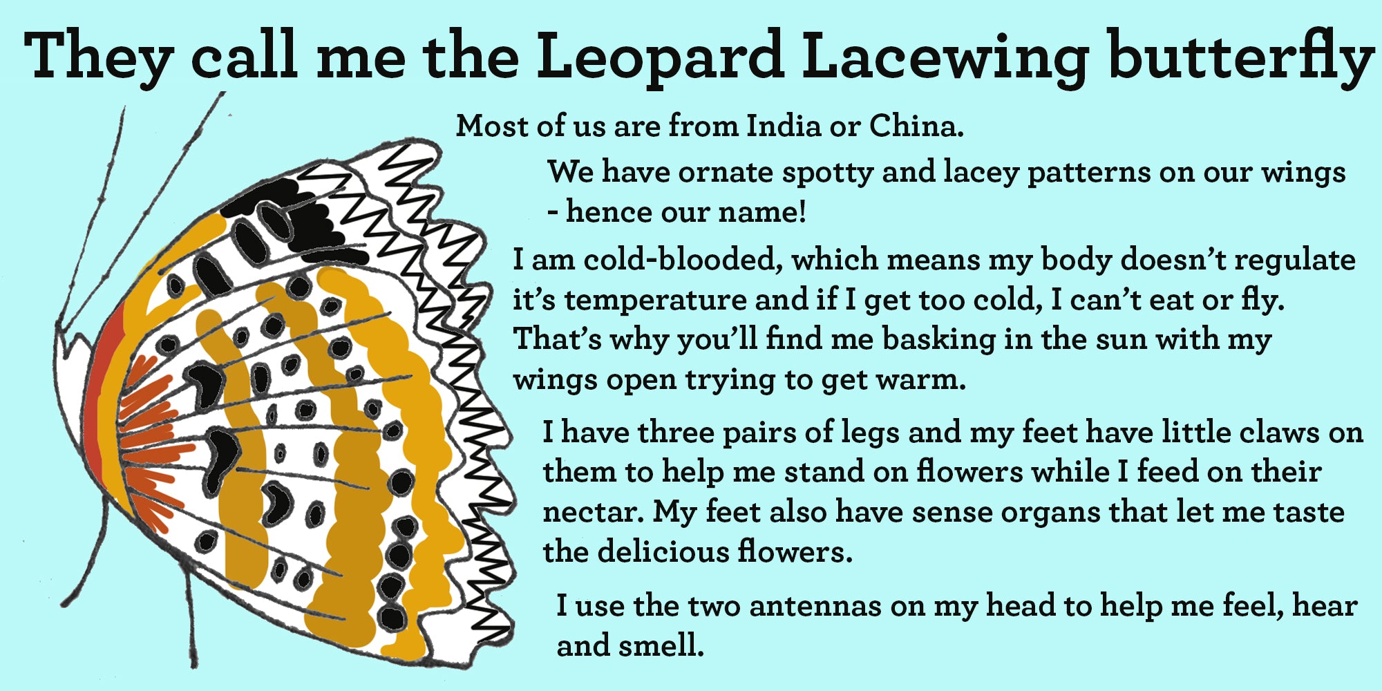 leopard lacewing butterfly facts and info
