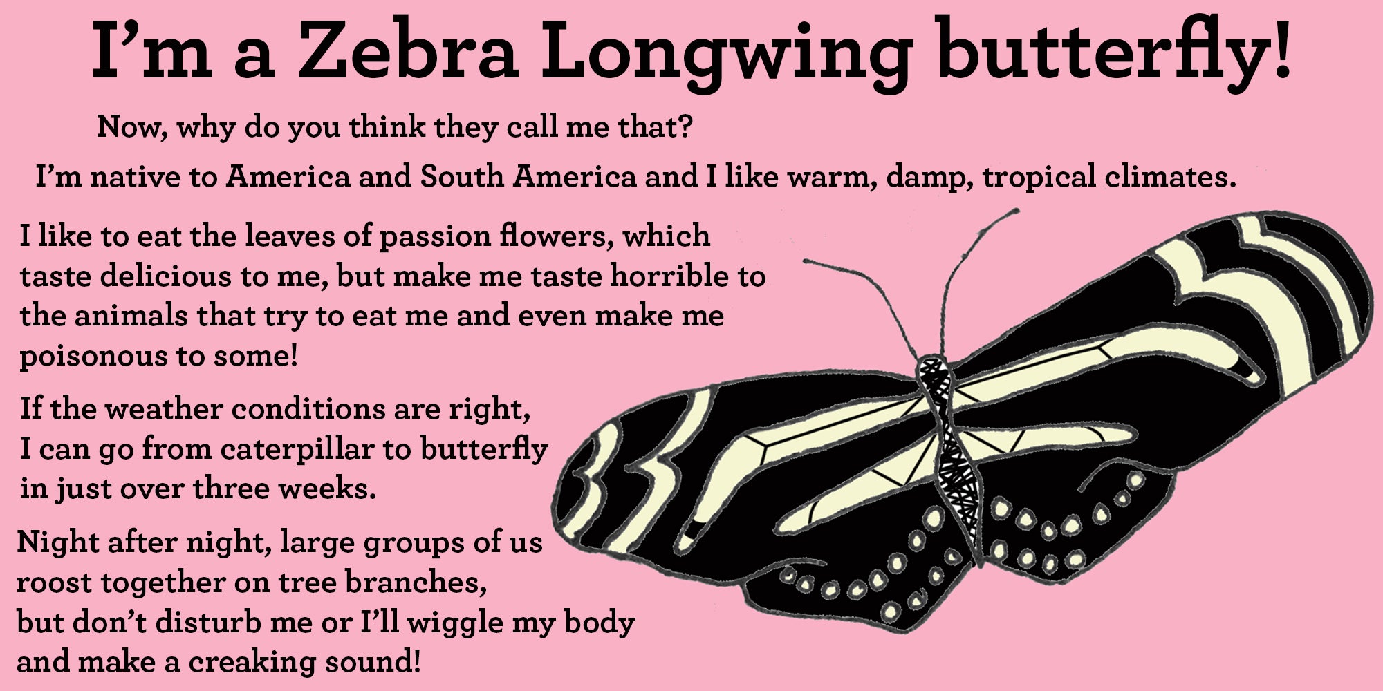 zebra longing butterfly facts
